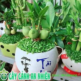 Mua Chậu Cây May Mắn Tài Lộc