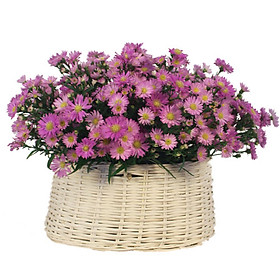 Giỏ hoa tươi - Violet 4363