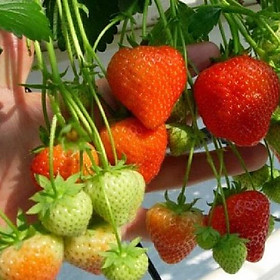 Combo 10 gói Hạt giống dâu tây đỏ khổng lồ - Gói 50 hạt - Tặng 1 gói kích thích hạt nảy mầm