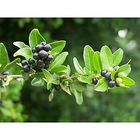 Mua Cây Quýt gai (gai tầm xoọng ) - cây giống