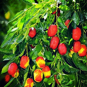 Mua Cây giống táo đỏ tân cương ( cây táo tàu - siêu quả )