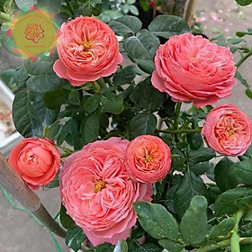 Mua Cây hoa hồng ngoại Flamingo Đức (bụi) màu cam hồng - Hoa hồng Thăng Long Flower