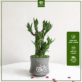 Cây Phát Tài Khúc để bàn