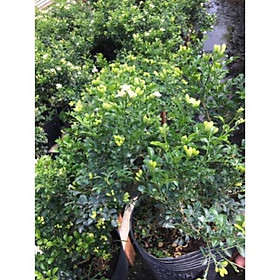 Mua Cây Nguyệt quế thái siêu hoa(số lượng có hạng)