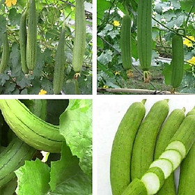 Combo 4 Gói Hạt giống mướp hương siêu dài - gói 10 hạt-tặng kèm gói phân bón lót