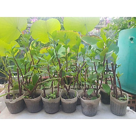 Mua Chậu cây giống rau rừng gia lai rau lũi trồng tại nhà
