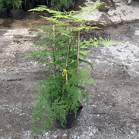 Mua Cây thủy tùng size to  Cao 70cm tán lá sum suê cực bắt mắt  mang phong thủy tốt hợp trang trí sân vườn