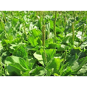 Mua 50H_Hạt Giống Cây Mã Đề (Túi Zip)