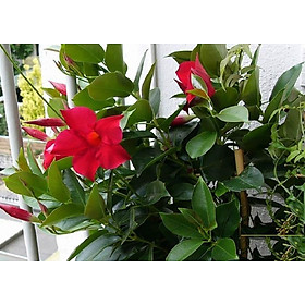 Cây hoa HỒNG ANH leo CÁNH KÉP hoa ĐỎ MÀU MẬN CHÍN siêu đẹp