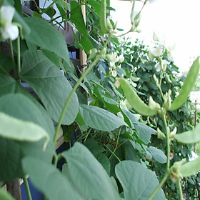 Gói 20 hạt giống đậu ván xanh