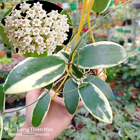 Mua Chậu cây cẩm cù Hoya Acuta Albo