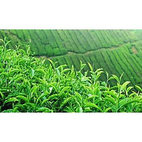 Mua Cây giống CHÈ XANH
