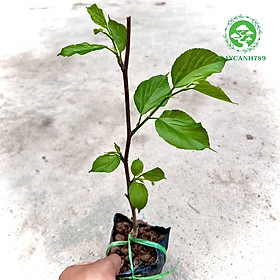 Mua Cây dâu trái dài đài loan ( ảnh thật số 2)