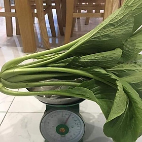 Mua Hạt giống cải ngọt khổng lồ Thái lan