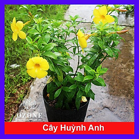 Cây Huỳnh Anh Vàng - cây cảnh vườn + Tặng phân bón cho cây mau lớn