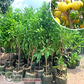 Mua CÂY GIỐNG VÚ SỮA HOÀNG KIM ĐÃ TRƯỞNG THÀNH   CAO 1 5 ĐẾN 2M RỒI  .