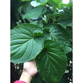 Mua cây dổi đất (cây dổi ăn lá)- rau gia vị cuốn thịt nướng cực ngon  cực quý hiếm  đặc sản tây bắc- cây giống lớn