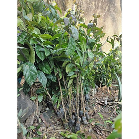 Mua Cây giống xạ đen cao 60-80cm