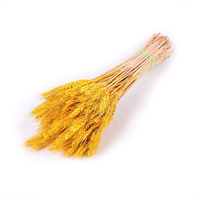 Cây Hoa Lúa Mạch Lúa Mì Khô Tự Nhiên Trang Trí Chụp Ảnh Vintage