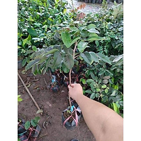 Mua cây giống nhãn tím
