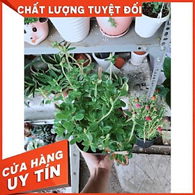 Mua Chậu mười giờ sam