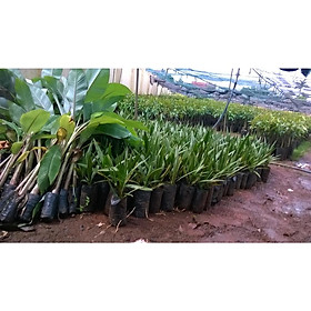 Mua Cây GIỐNG Chà Là Barhee.
