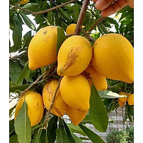 Mua Cây giống trứng gà ( Lê ki ma)