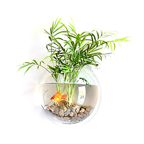 Bình Cá Cảnh Treo Tường