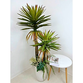 Mua Cây phát tài núi giả - cao 150cm - gồm 2 nhánh - Cây giả  hoa lụa Decor trang trí nhà cửa