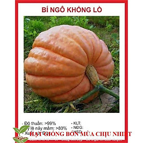Mua Gói 10 hạt giống bí ngô khổng lồ