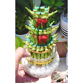 Chậu thuỷ tinh cây phát tài phú quý 3 tầng