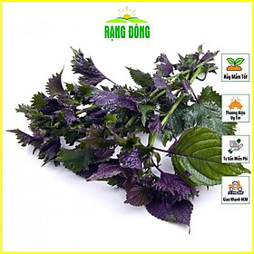 Mua Hạt giống Tía Tô Dễ Chăm Sóc  Trồng Quanh Năm (gói 2 5 gram) - Hạt giống Rạng Đông