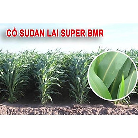 1kg HẠT GIỐNG CỎ CHĂN NUÔI SUDAN SUPER BMR
