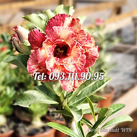Cây hoa sứ kép Thái Lan màu đỏ cam - Cây chưa có hoa – Mã số 1770
