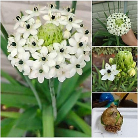 1 Củ hoa thiên nga ,hoa mắt nai hoa trắng(củ to,có mầm sẵn ,nhanh ra hoa)