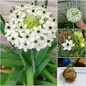 Mua 1 Củ hoa thiên nga  hoa mắt nai hoa trắng(củ to có mầm sẵn  nhanh ra hoa)