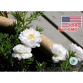 50h Hạt Giống Hoa Mười Giờ Mỹ Kép Trắng (C2.201| B9*V23)