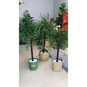 Mua Cây oliu giả 80cm
