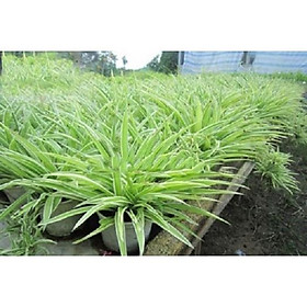 Cây cỏ bạch chỉ trồng bịch cao 15-20cm lá sợi chỉ sang trọng, chậu cây xum xuê to đẹp