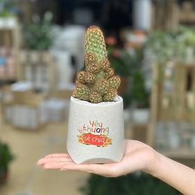 Xương Rồng Mắc Áo - 8x8x20 Cm - Cây Mini Để Bàn & Chậu Gốm Sứ Bát Tràng Trồng Cây Cẩm Nhung Fittonia, Sen Đá, Terrarium - Dáng Nón Cụt