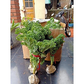 Cải xoăn kale xanh Mỹ cây to đại 6 tháng tuổi - cây trong bầu cực đảm bảo