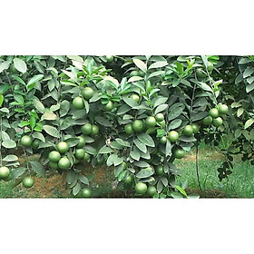 Mua Cây giống chanh tứ quý RA QUẢ 4 MÙA