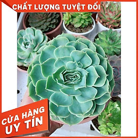 Sen đá xanh đất kèm chậu sứ trắng Nhiều Người Mua