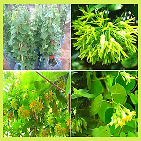 Mua Cây hoa thiên lý đã leo. cây giống thuần chủng F1