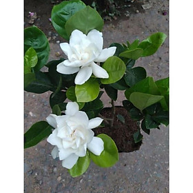 Mua Bạch thiên hương hoa thơm nức ( cây giống cao 20cm)