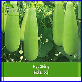 Mua Hạt Giống Bầu Xị Lai F1 Sai Trái