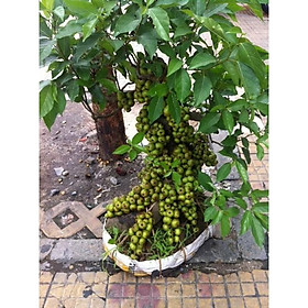 Mua Sung ăn quả - Cây đang bắt đầu cho trái ( Ficus racemosa )