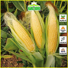 Mua Hạt Giống Bắp Mỹ (Ngô) Trái Vàng Ngọt Năng Suất Cao  Thơm Ngon  Kháng Bệnh Tốt ( gói 5 gram) - Hạt giống Rạng Đông