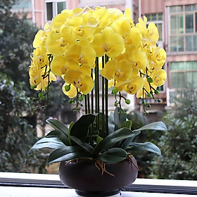 Mua Cành Lan Hồ Điệp Cao Su Cao Cấp 7-9 Bông Cỡ Lớn Sang Trọng - Hoa Lụa Trang Trí Tuyệt Đẹp