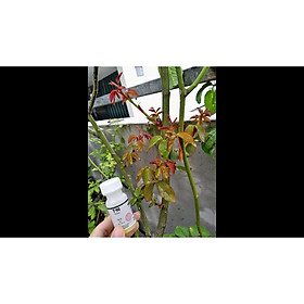 Kích mầm T90, kích cho cây mai vàng, phong lan, hoa hồng, cây bonsai cam kết hiệu quả 100%